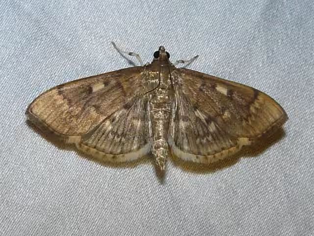 Serpentine Webworm Moth