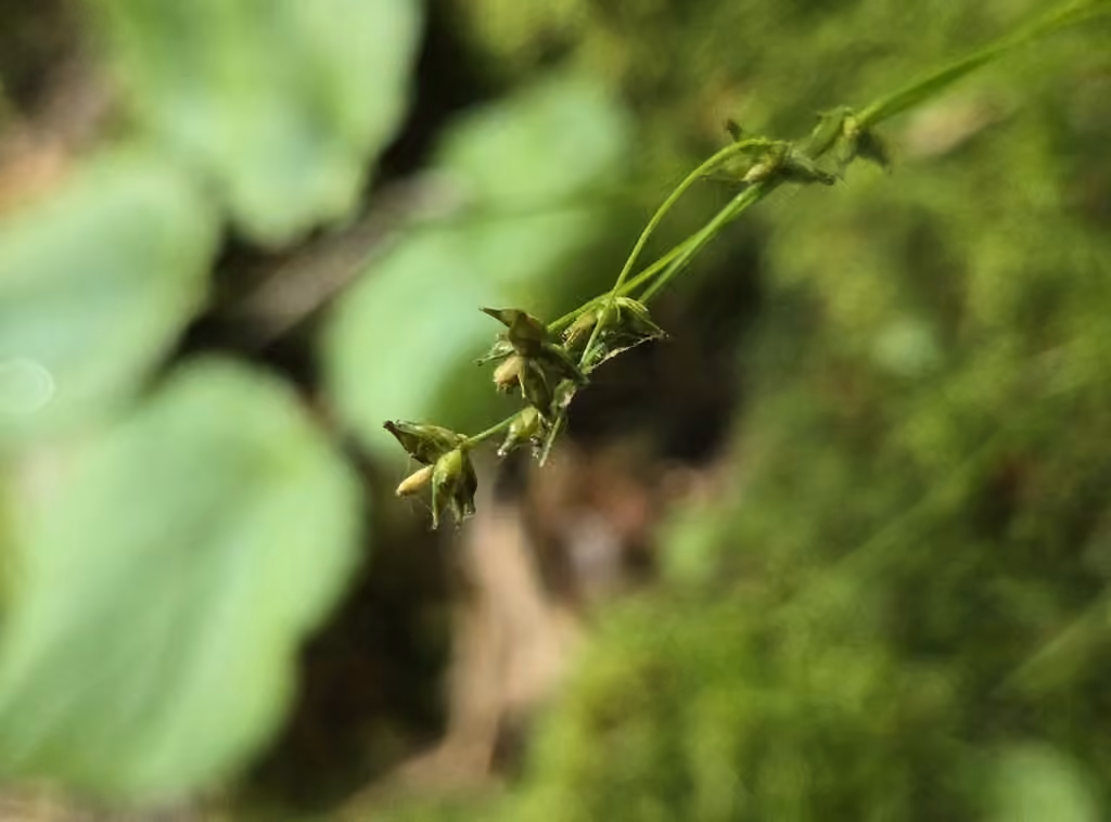Carex des Appalaches, En fruits