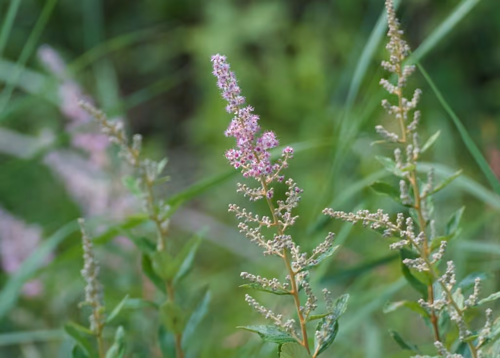 Spirée tomenteuse, En fleurs