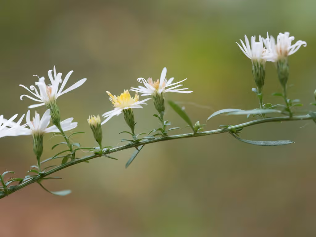 Aster à grappes, photo 3 sur 5
