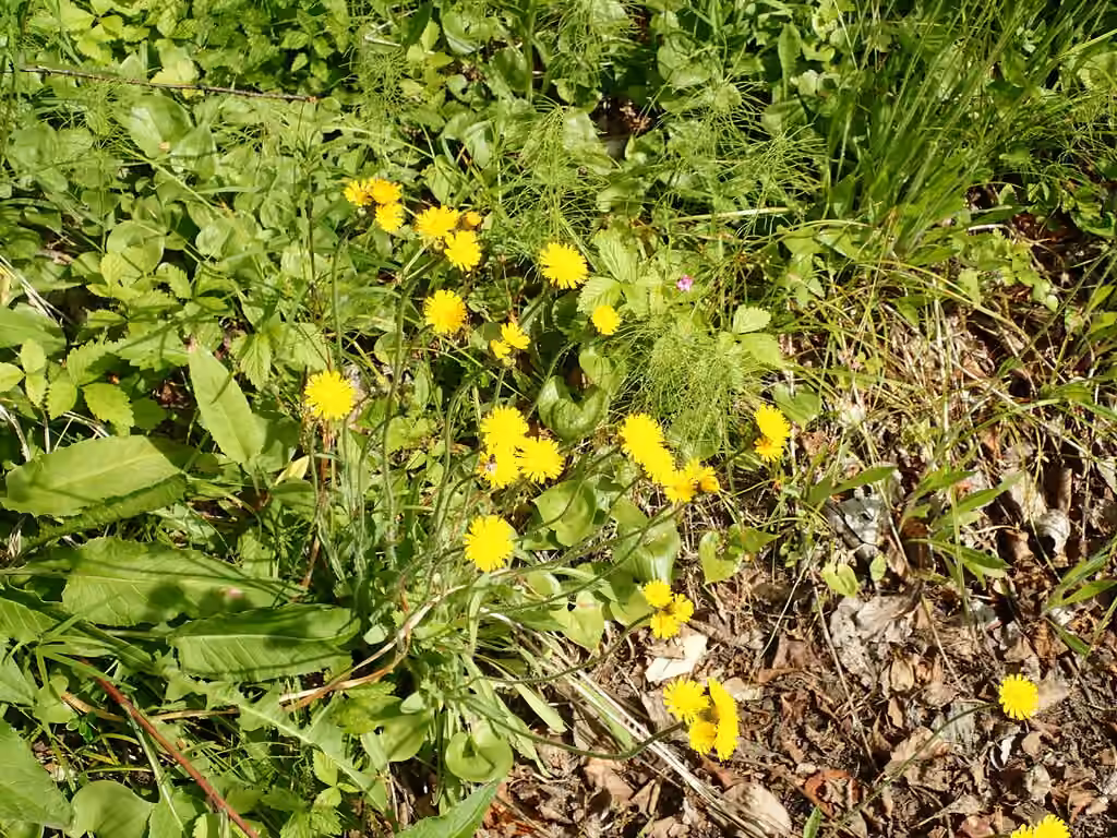 Épervière à fleurs nombreuses, En fleurs