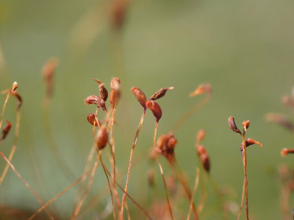 Oncophorus moss, photo 2 of 5