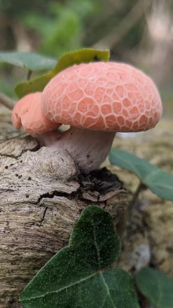 Rhodotus réticulé, photo 1 sur 5