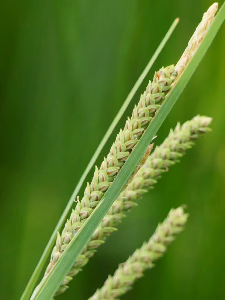 Carex lenticulaire, En fruits