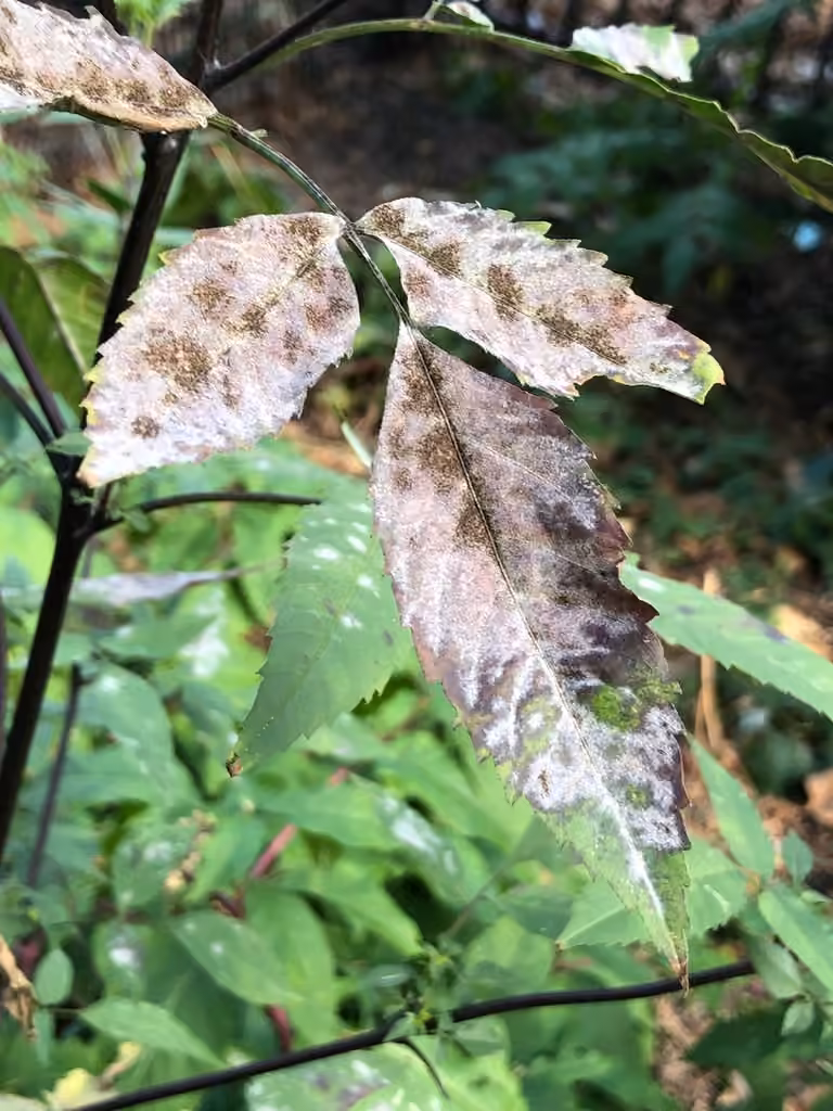 Podosphaera bidenticola, photo 1 sur 5