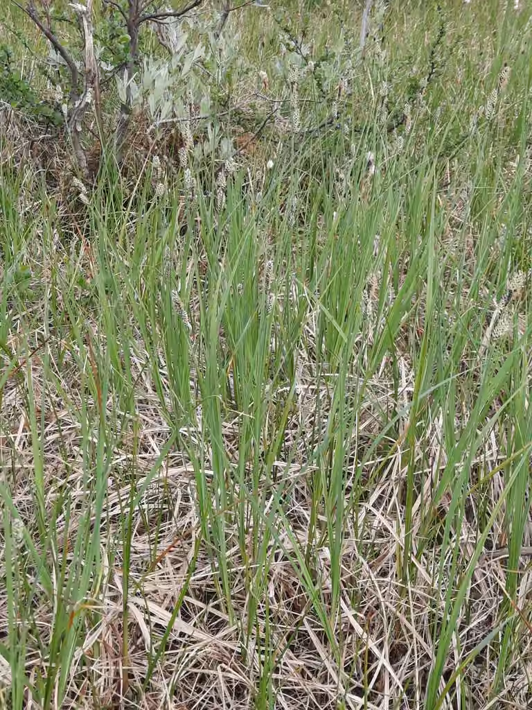 Circumpolar sedge, In flower