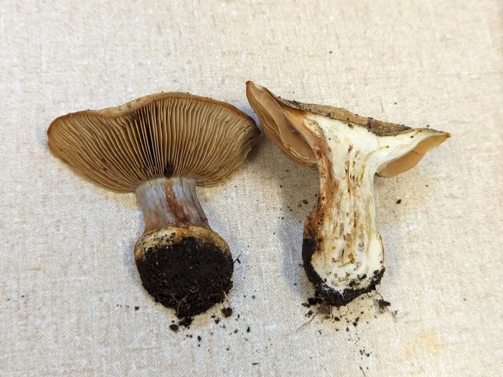 Phlegmacium vernalidistinctum, photo 3 sur 5