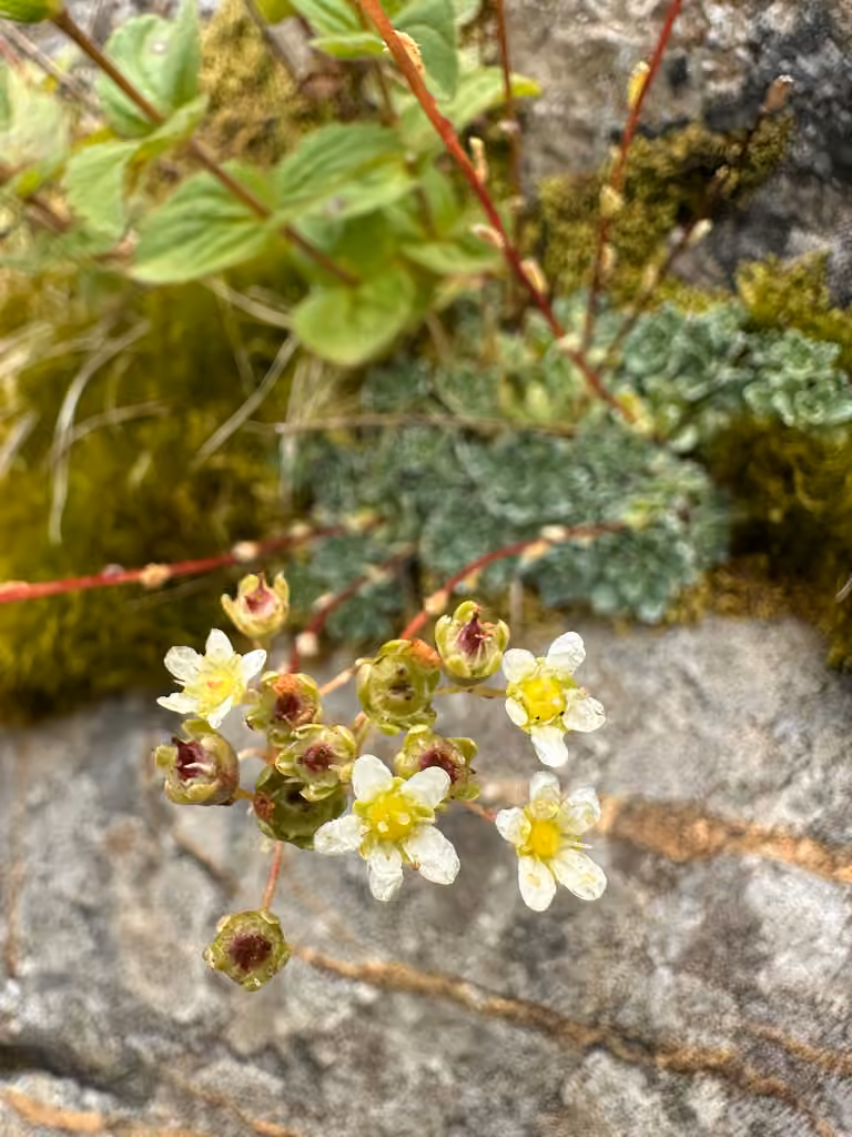 White Mountain saxifrage, In fruit