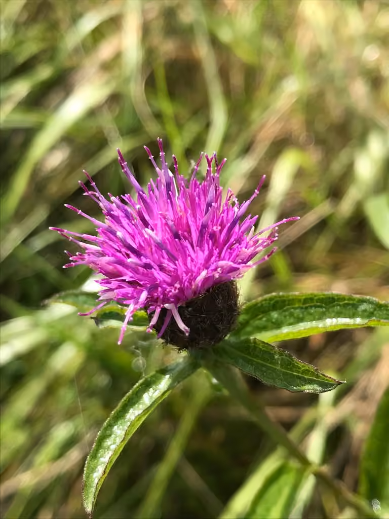 Lesser knapweed