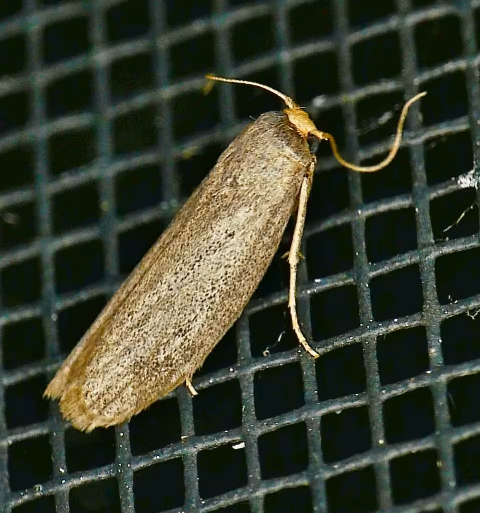 Lesser Wax Moth, Adult