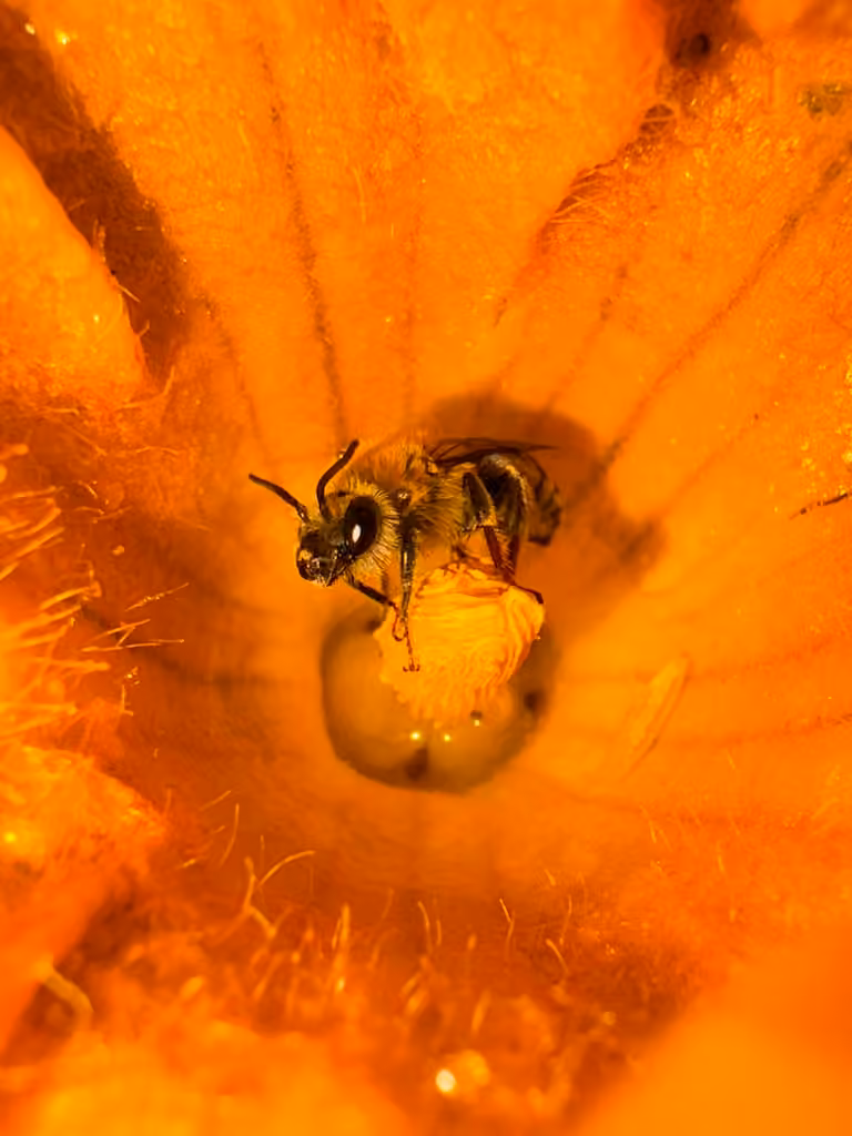 Abeille des courges, Mâle