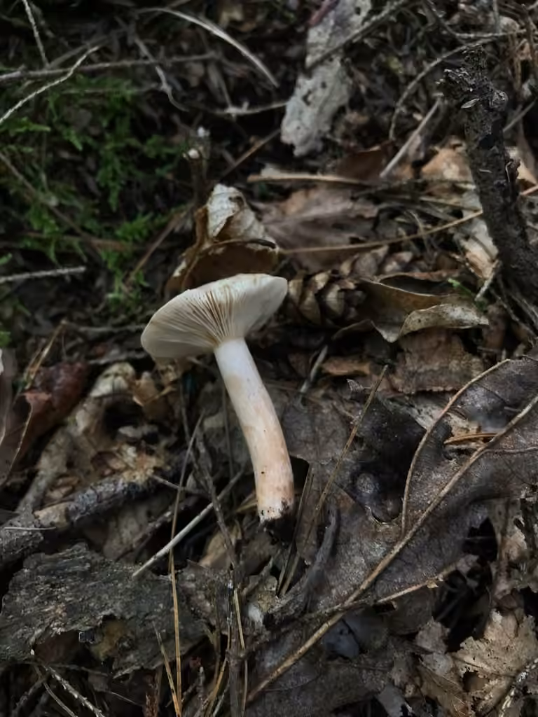 Lactarius imperceptus, photo 3 of 5