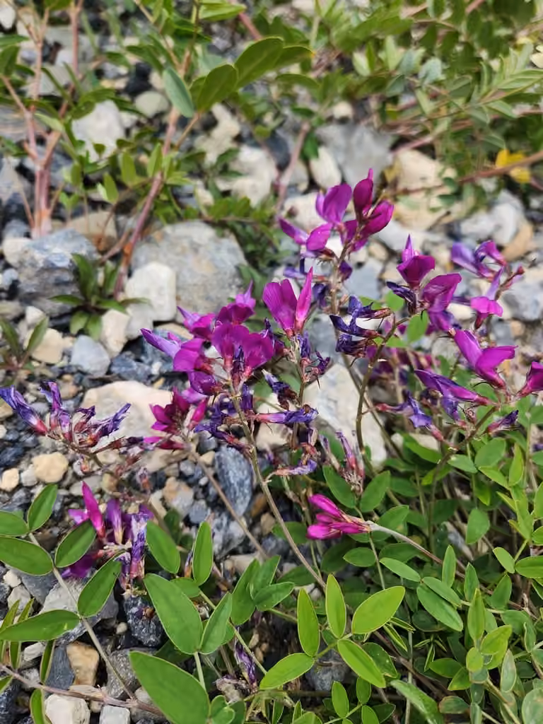 Sainfoin boréal, En boutons
