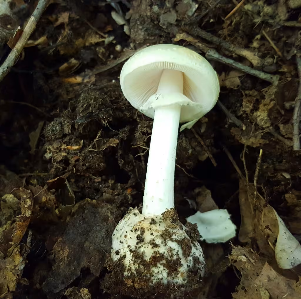 Eastern North American Destroying Angel, photo 2 of 5