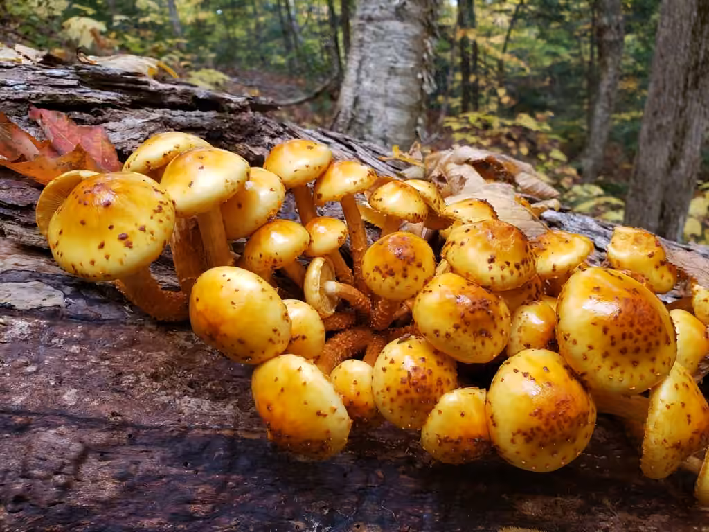 Pholiote dorée