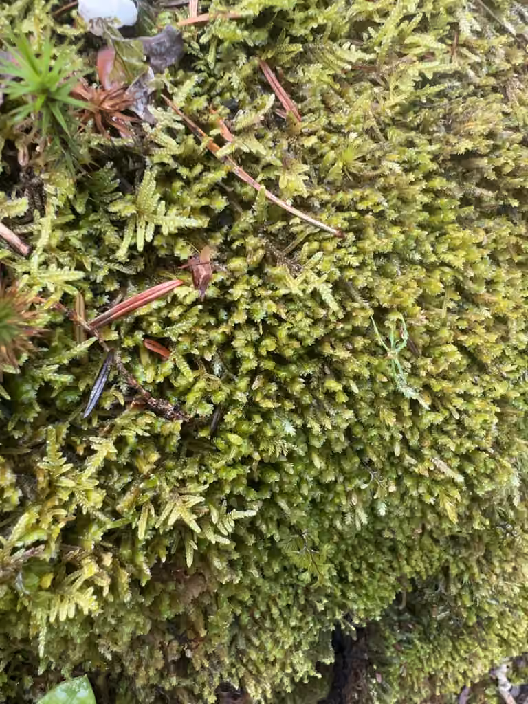 White Earwort, photo 3 of 5