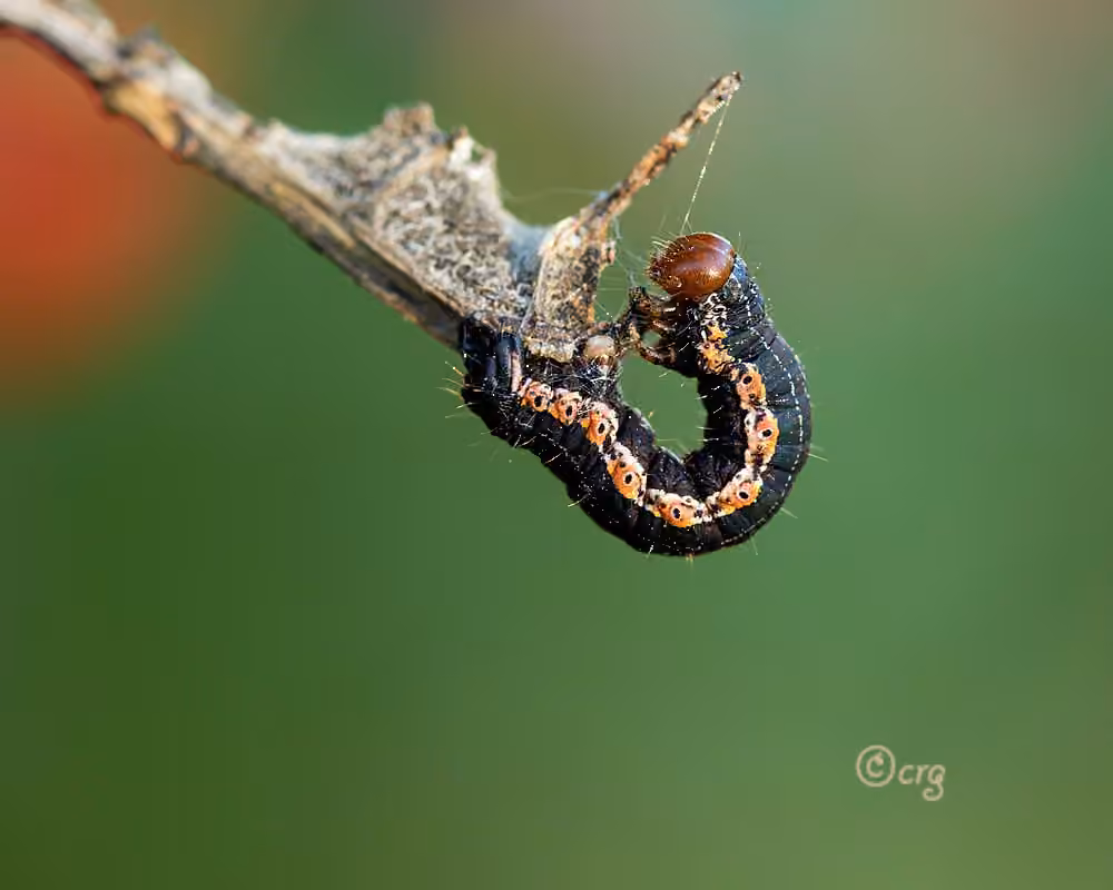 Barberry Geometer Moth, Chenille