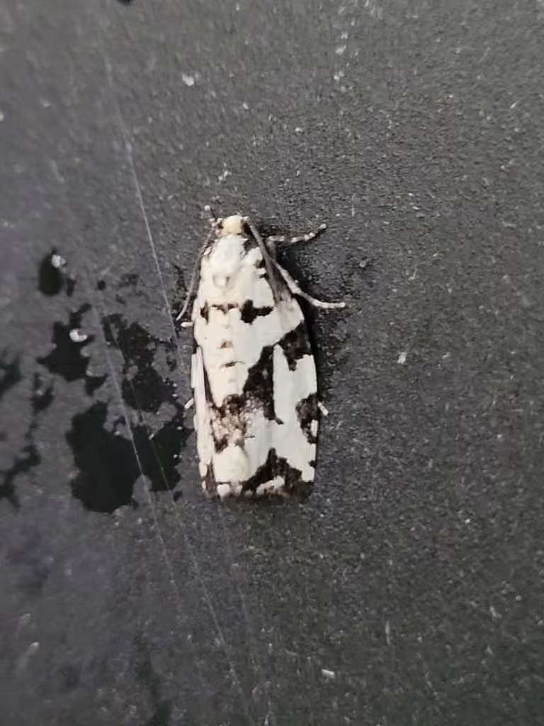 Boldly-marked Archips Moth, photo 3 sur 5