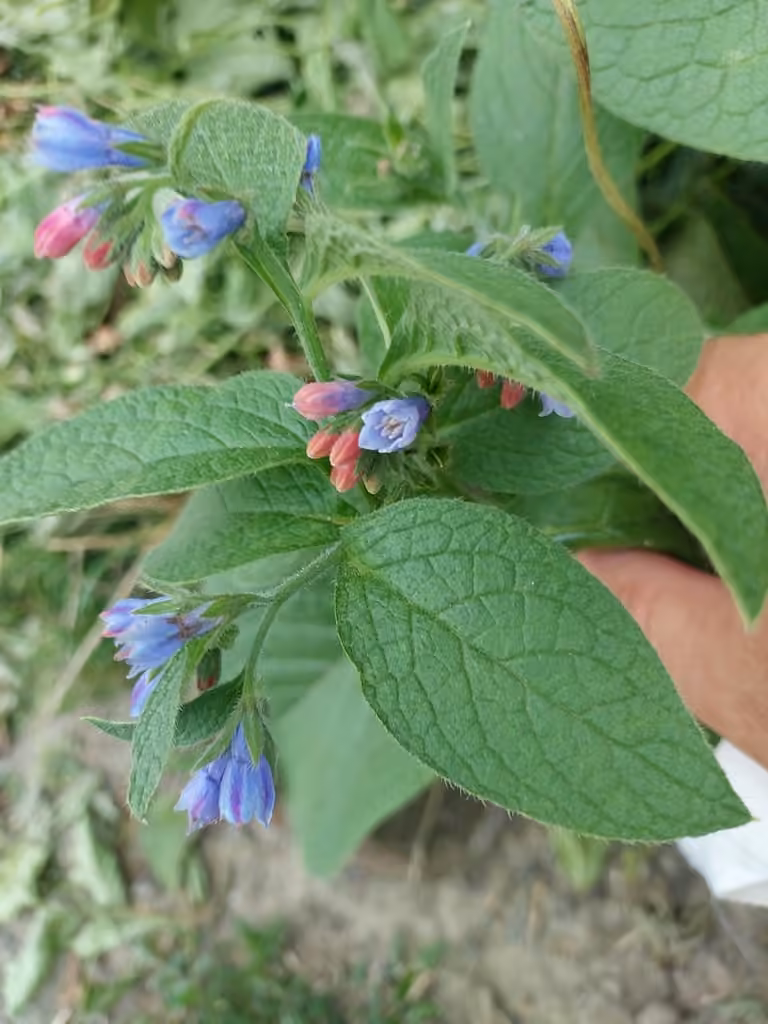 Consoude âpre, En fleurs