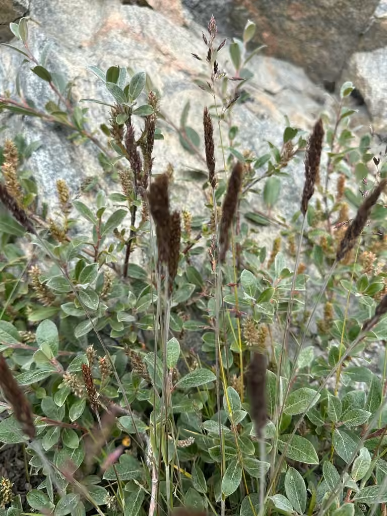Trisète à épi, En fleurs