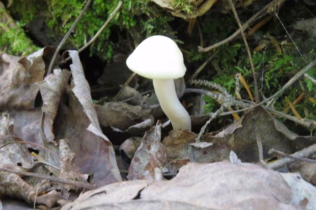Hygrophore boréal