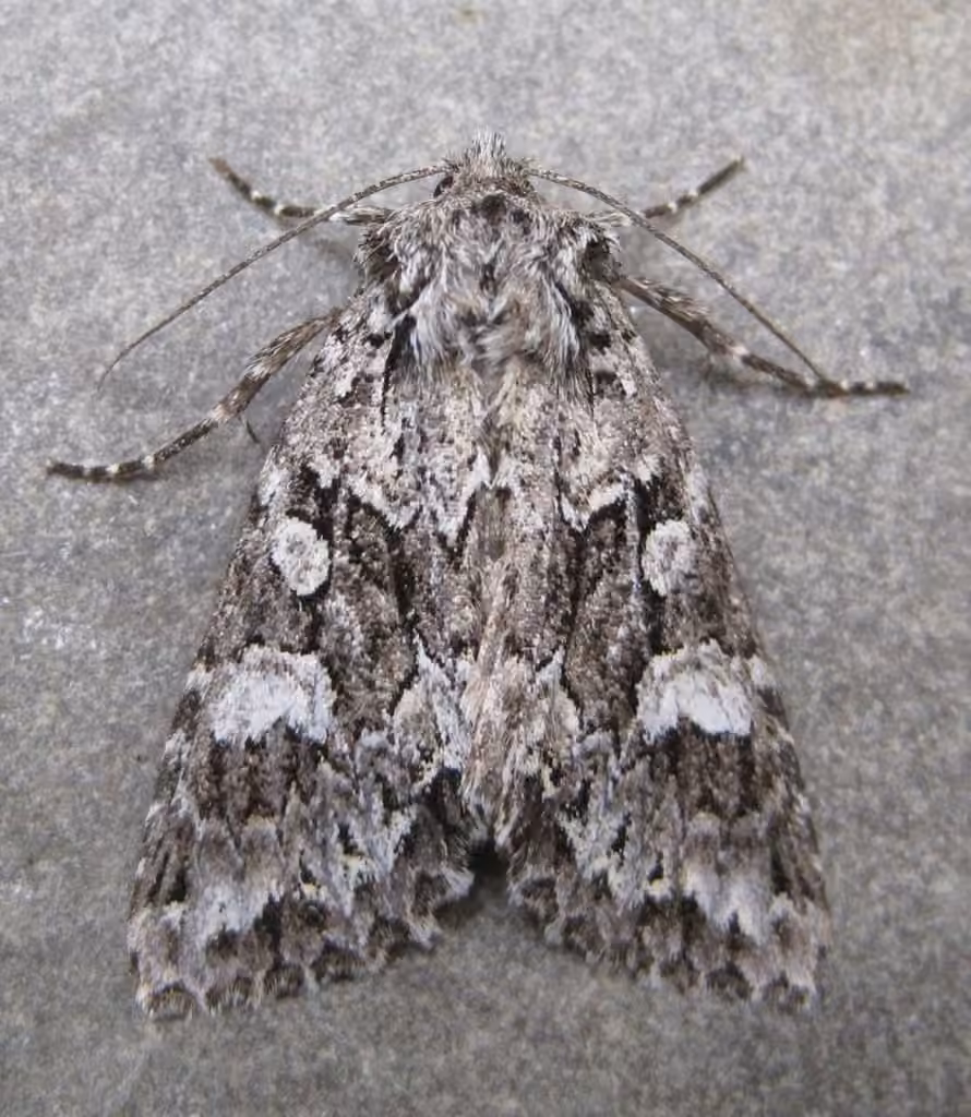 Ashen-spotted Brocade, Adulte