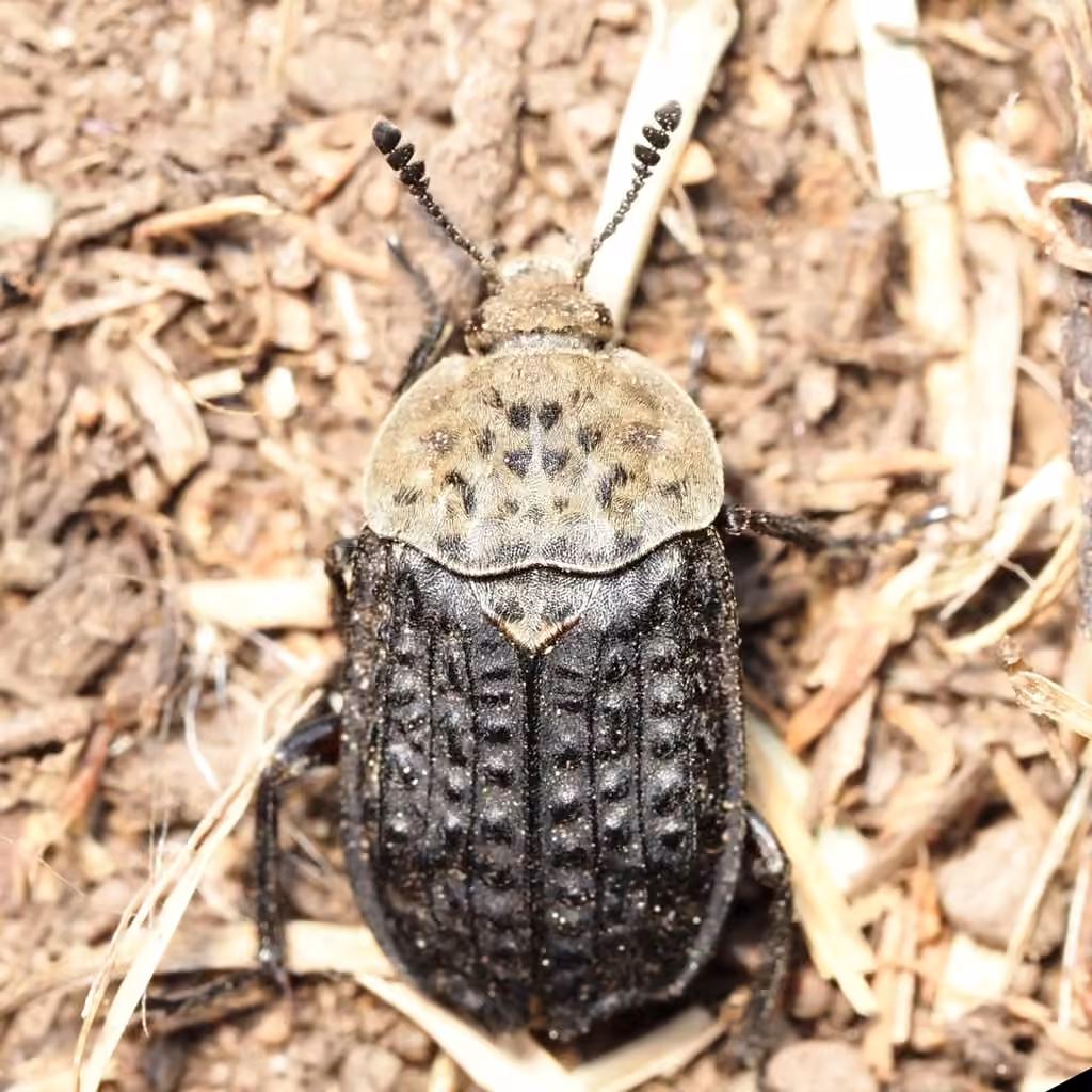 Northern Carrion Beetle, photo 1 of 5