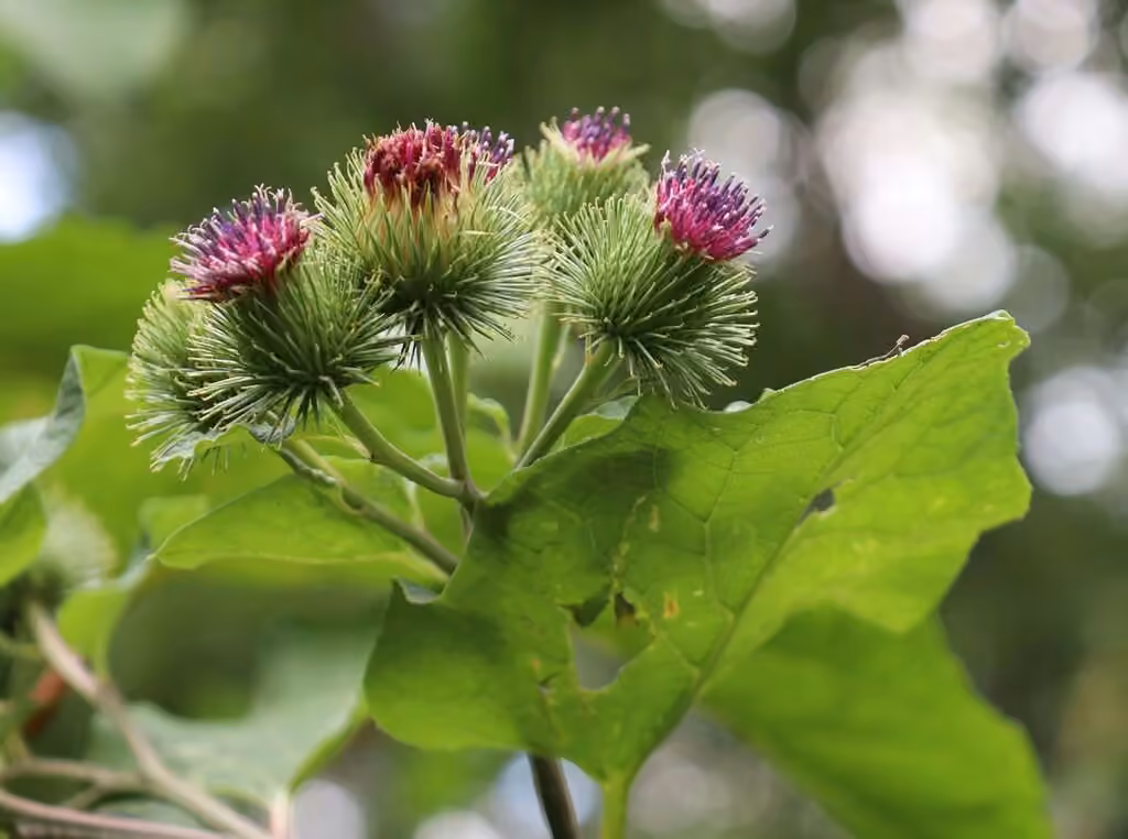 Grande bardane, En fleurs