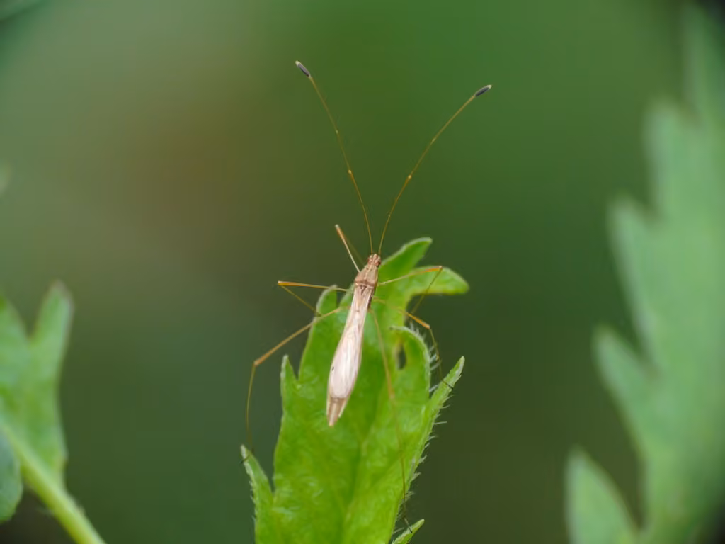 Spined Stilt Bug