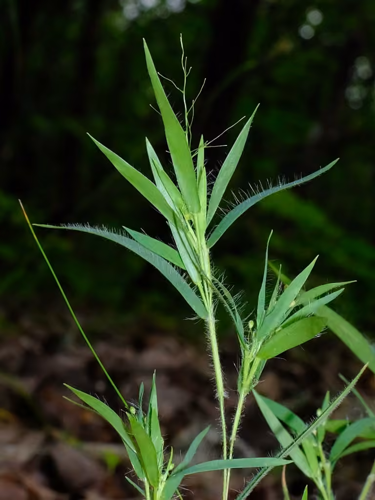 Old field panic grass