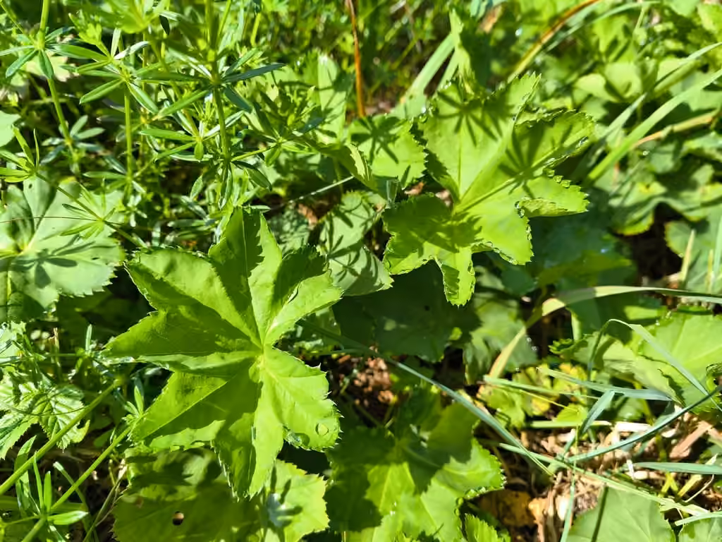 Alchémille glabre, photo 3 sur 5