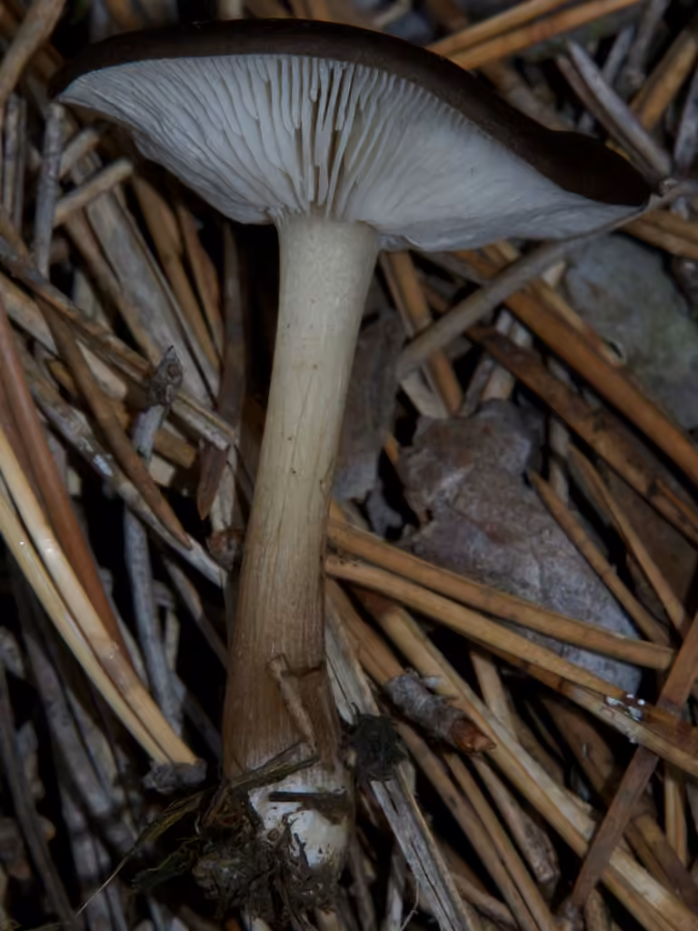 Tricholome noir et blanc, photo 2 sur 5