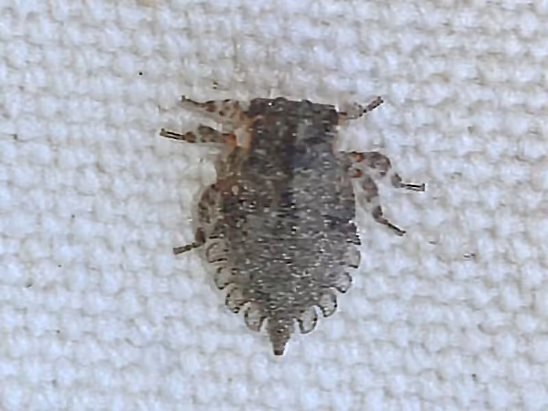 Microcentrus caryae, Nymphe