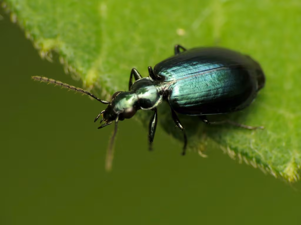 Flower Lebia Beetle, photo 3 of 5