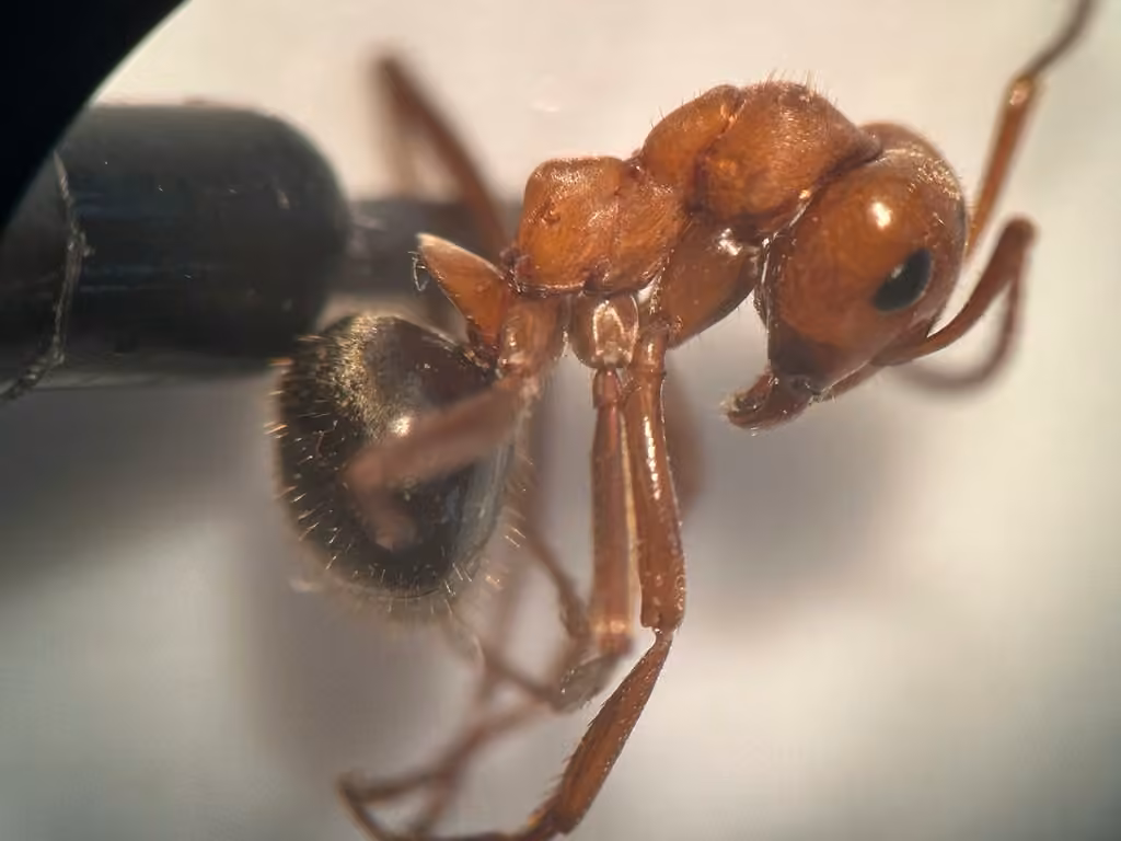 Pergande's Mound Ant, photo 2 of 5