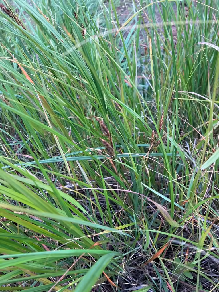 Carex vacillant, En fruits
