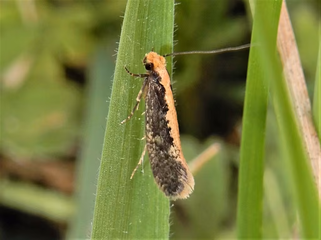 Bird Nest Moth, photo 2 of 5