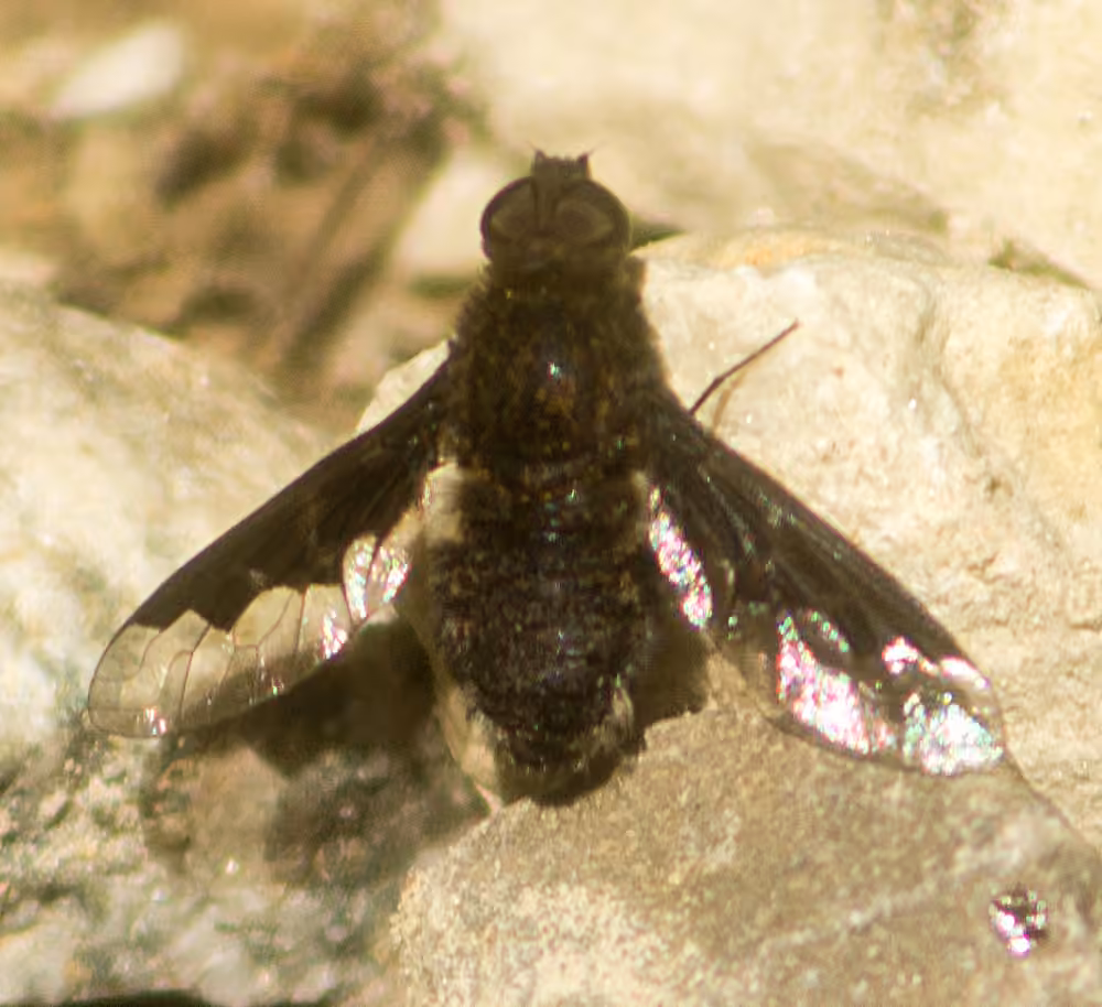 Webber's bee fly, Male
