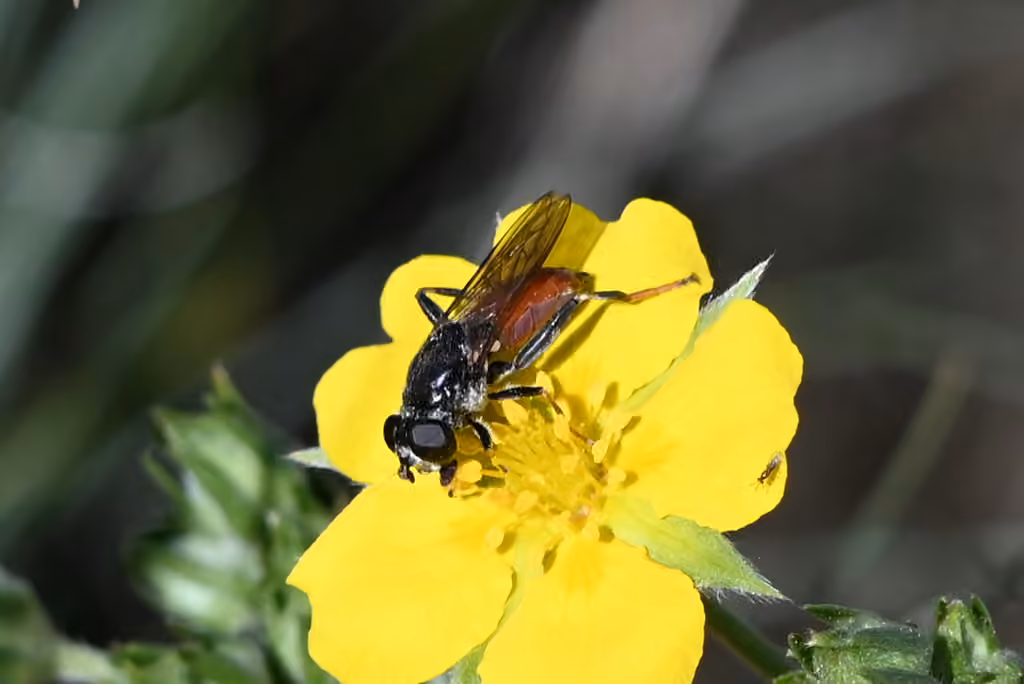 Syrphe à tibias jaunes, Femelle