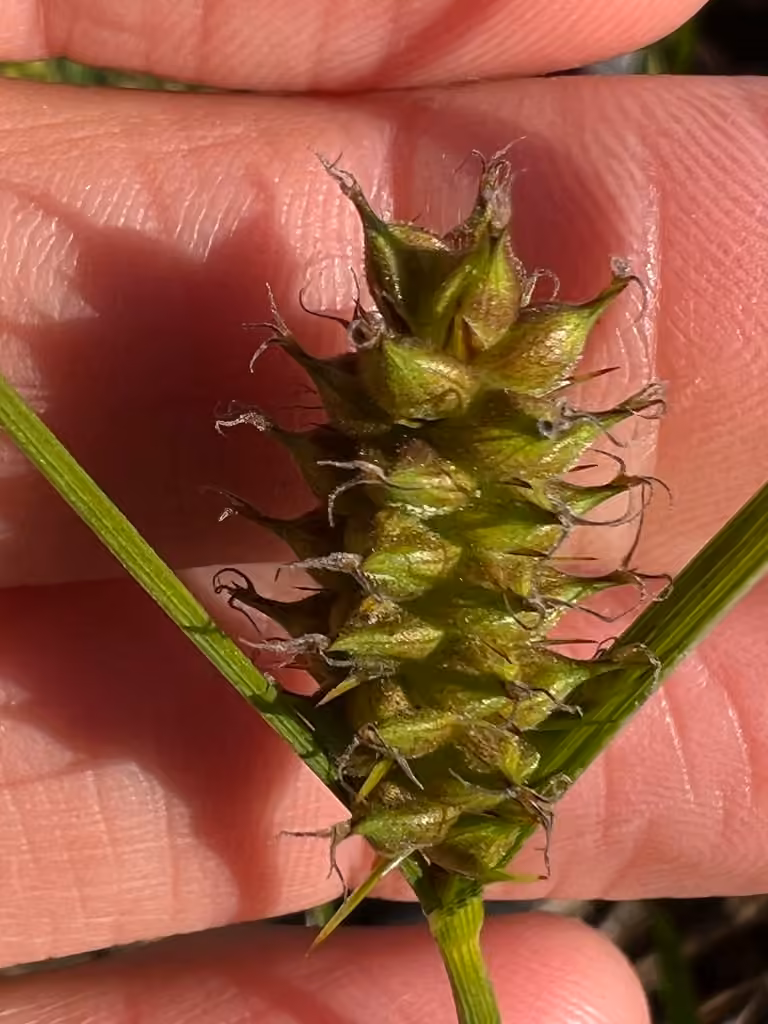 Carex de Houghton, En fleurs
