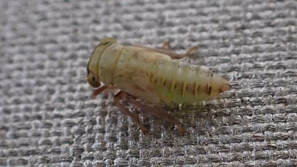 Leafhopper, Nymphe