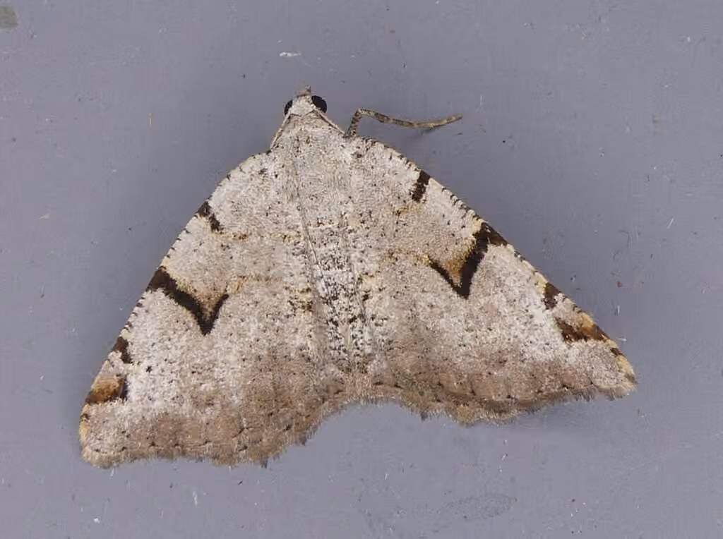 V-Moth, Male