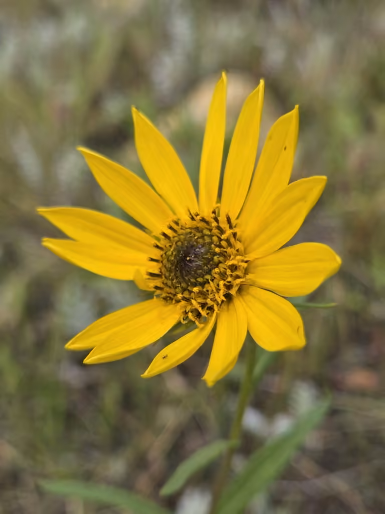 Nuttall's sunflower, In flower