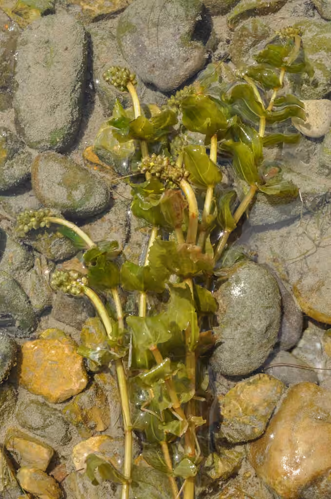 Claspingleaf pondweed, In fruit