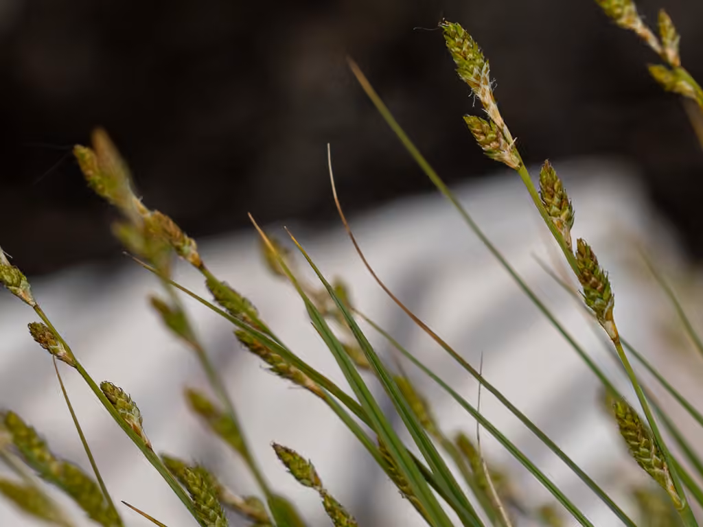 Carex blanchâtre, photo 3 sur 5