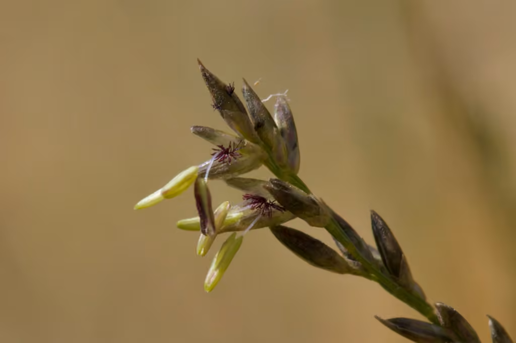 Soft-leaf muhly, Flower buds