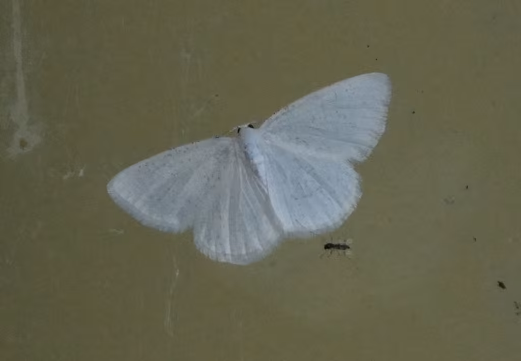 Virgin Moth, photo 3 sur 5