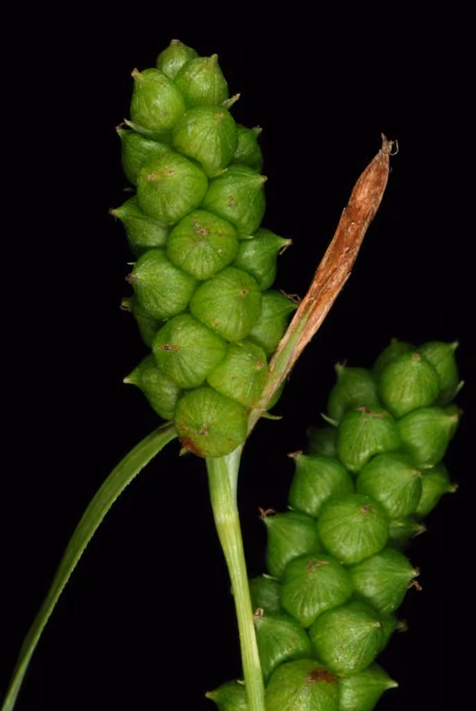 Limestone meadow sedge, In fruit