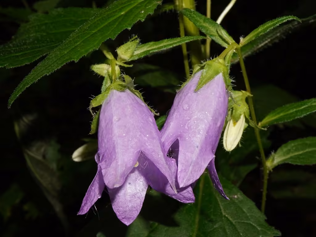 Bats in the belfry, In flower
