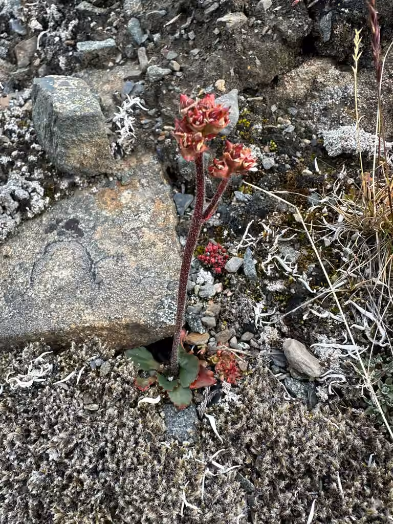 Saxifrage des neiges, En fruits